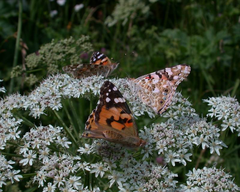 Vanessa cardui